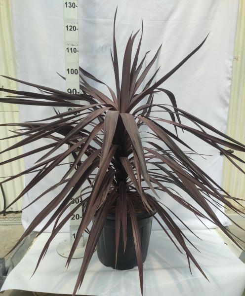 Cordyline Black Night, Busch 30 LT/100 cm PP-Nr.: ES-17-46/1610