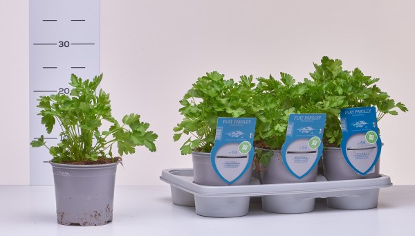 Petersilie , Busch 13/20 cm glatt "AROMA RISERVA"® mit DEKO-Stecketikett PP-Nr.: IT-07-0248