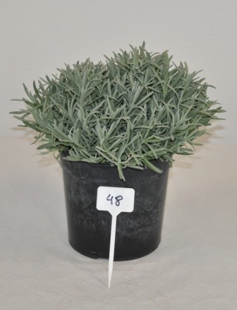 Lavendel, Busch 18/40 cm officinalis Gewürze PP-Nr.: IT-07-0526