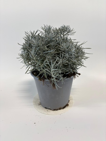 Helichrysum, Busch 14/20 cm italicum - "Currykraut" Gewürze PP-Nr.: IT-07-0526