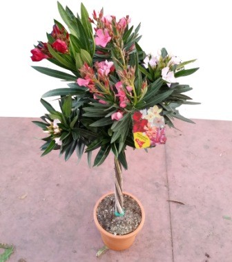 Nerium, Bonsai 30/60 cm Oleander, Gemischte Farben Bonsai PP-Nr.: IT-19-0867