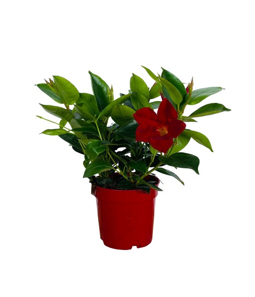 Dipladenia, Busch 10,5/25 cm PP-Nr.: ES 14 30 3185