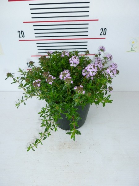 Bohnenkraut, Busch 14/20 cm Santureja Gewürze PP-Nr.: IT-07-0526