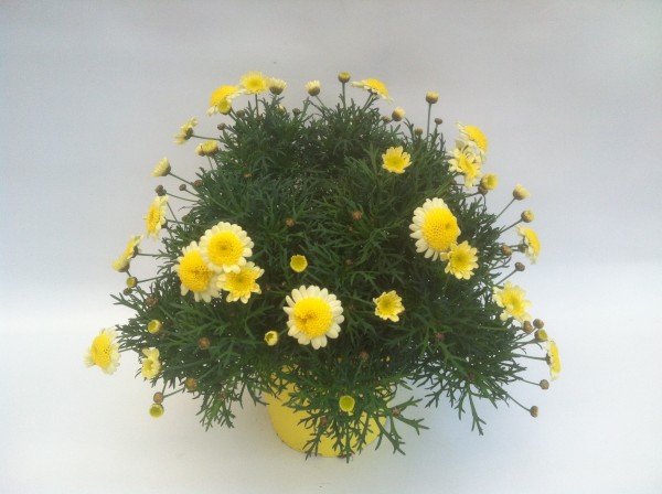 Margeriten, Busch 14/30 cm gelb PP-Nr.: IT-07-0526