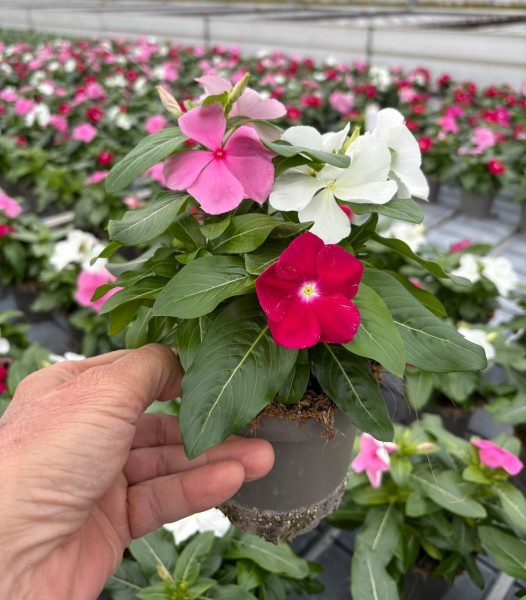 Catharantus, Busch 12 cm roseus PP-Nr.: IT-16BT0373