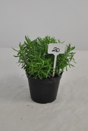 Lavendel, Busch 14/20 cm hidcote Gewürze PP-Nr.: IT-07-0526