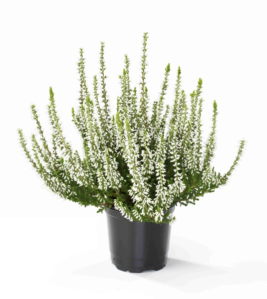 Calluna, 11/13 cm PP-Nr.: DE-NW-1200813