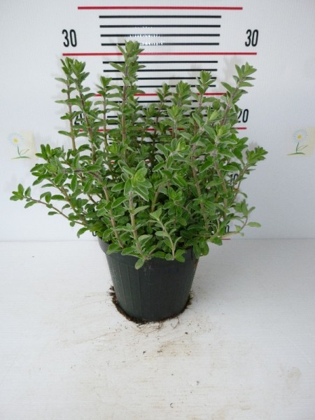 Majoran, Busch 14/20 cm Gewürze PP-Nr.: IT-07-0526