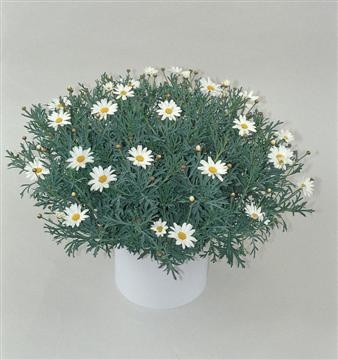 Margeriten, Busch 14/30 cm weiß PP-Nr.: IT-07-0526