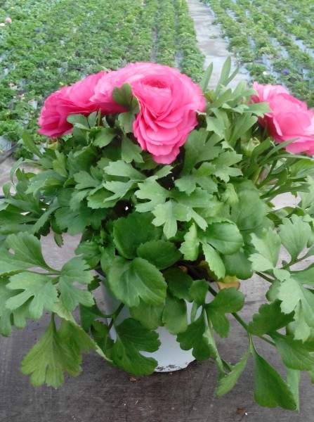 Ranunkeln Asiaticus Busch 14/30 cm aus Samen PP-Nr.: IT-07-0526