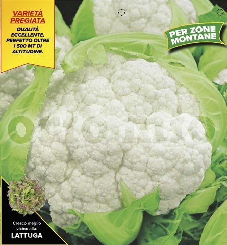 Blumenkohl, 6er Tasse cm Gebirgsblumenkohl, Sorte Magister (F1) PP-Nr.: IT-08-1868