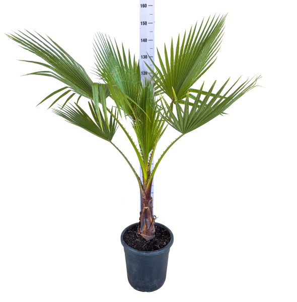 Washingtonia, Busch 28/130 cm PP-Nr.: IT-19-0066