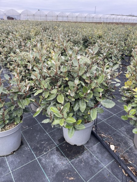 Eleganus, Busch 26/55 cm ebbingei Compacta PP-Nr.: IT-16BT0373