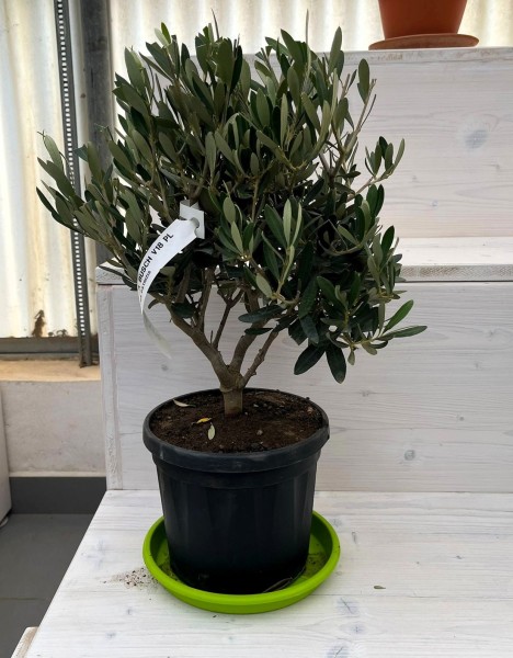 Oliven, Busch 18/50 cm Bunter Topf PP-Nr.: IT-19-0953
