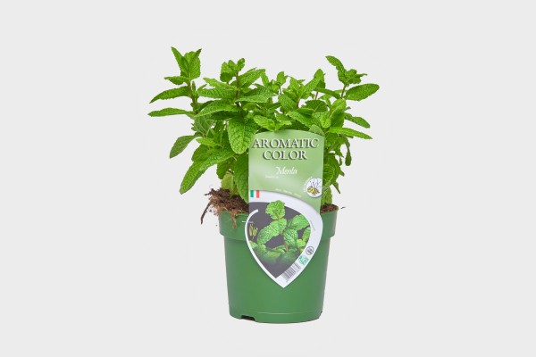 Minze, Busch 15 cm "AROMATIC COLOR" PP-Nr.: IT-07-0248