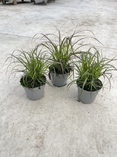 Gräser, Busch 14/50 cm Pennisetum x advena "Chelsea" PP-Nr.: IT-16BT0373