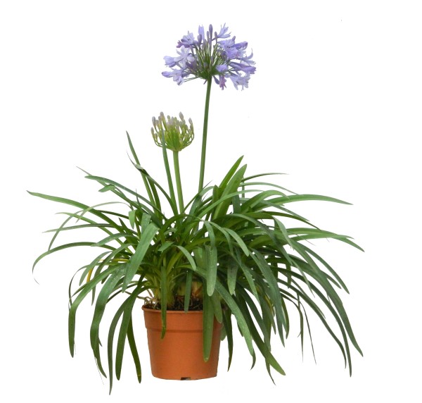 Agapanthus, Busch 17/35 cm africanus - afrikanische Schmucklilie BLAU PP-Nr.: ES-17-46/1519