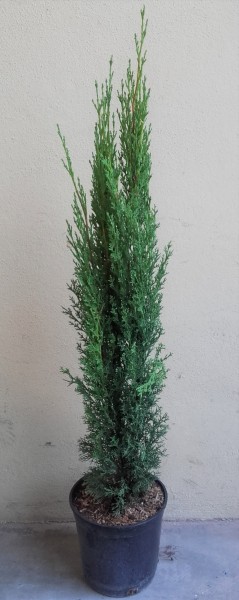 Cypressus Totem, Säule 20/110 cm