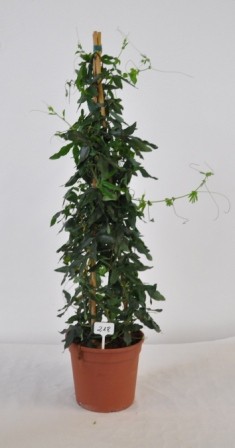 Passiflora, Pyramide 19/70 cm Edulis, Passionsfrucht PP-Nr.: IT-19-0288