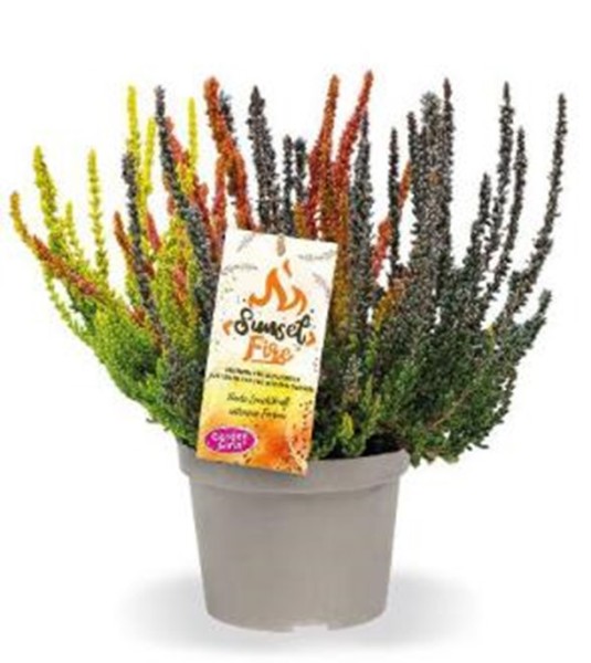 Calluna GG, 13/20 cm Sunset Fire PP-Nr.: DE-NI-115639