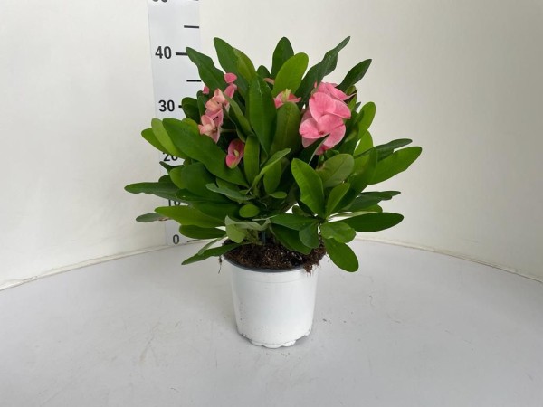 Euphorbia Milli, Busch 15/30 cm Charlotte PP-Nr.: IT-16-0165