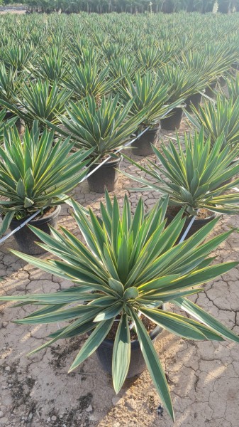 Yucca Gloriosa Variegata, Bush 30 LT/90 cm PP-Nr.: ES-17-46/1610