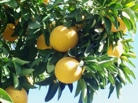 Citrus, Mini-Stamm 19/70 cm Paradisi - Grapefruit PP-Nr.: IT-19-1627