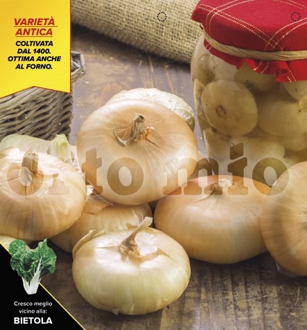 Zwiebel , 12er Tasse cm weißer Einlegezwiebel, Sorte Borettana da Sottaceto PP-Nr.: IT-08-1868