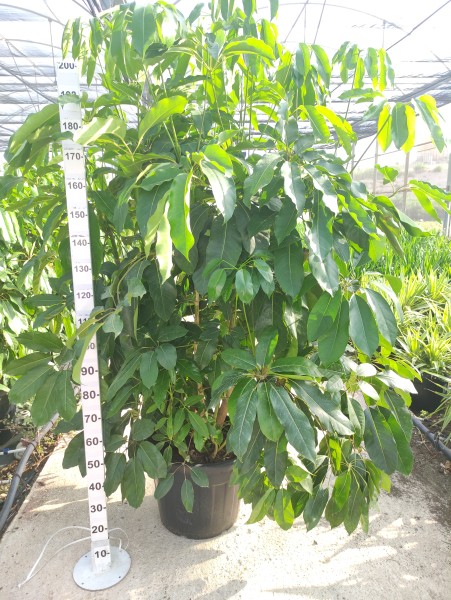 Schefflera Actinophylla, Busch 70 LT/200 cm PP-Nr.: ES-17-46/1610