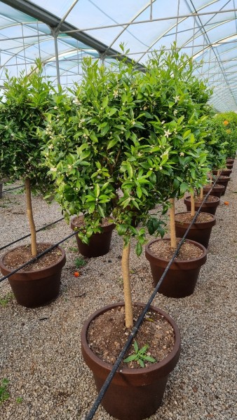 Citrus, Stamm 55x41/190 cm Manderine PP-Nr.: IT-19-1627