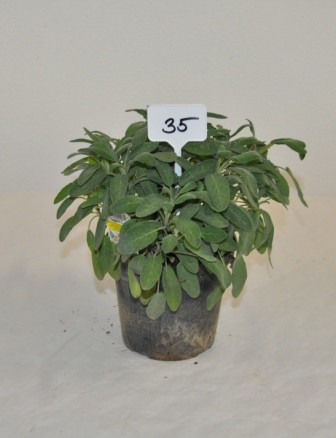 Salbei, Busch 14/20 cm officinalis Gewürze PP-Nr.: IT-07-0526