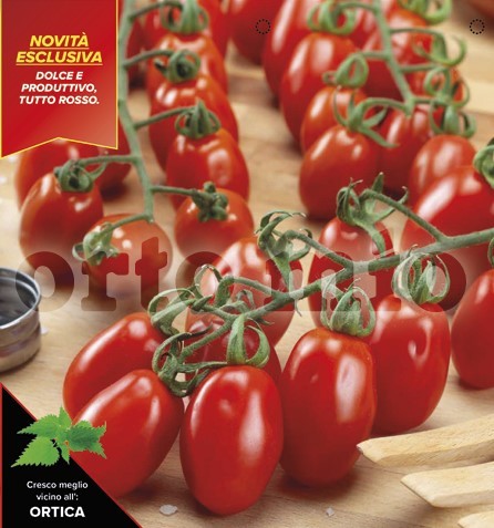Tomaten Datterltomate, rot, Sorte Bombardino (F1), 6er Tasse/ cm (resistent gegen TSWV) PP-Nr.: I