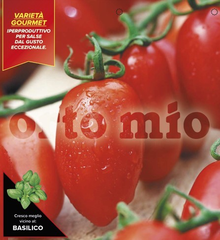 Tomaten Kochtomate, oval, Sorte Rossano (F1), 6er Tasse/ cm (resistent gegen TSWV-Virus) PP-Nr.: