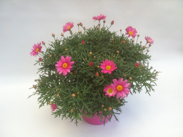 Margeriten, Busch 14/30 cm rot PP-Nr.: IT-07-0526