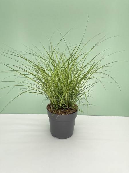Gräser, Busch 21/70 cm Miscanthus sinensis Cosmopolitan PP-Nr.: IT-16BT0373