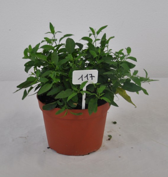 Solanum, Busch 25/50 cm jasminoides - Sommerjasmin PP-Nr.: IT-07-0526