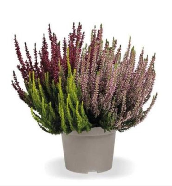 Calluna GG, 21/30 cm Quattro Girls 4 Farben im Topf PP-Nr.: DE-NI-115639