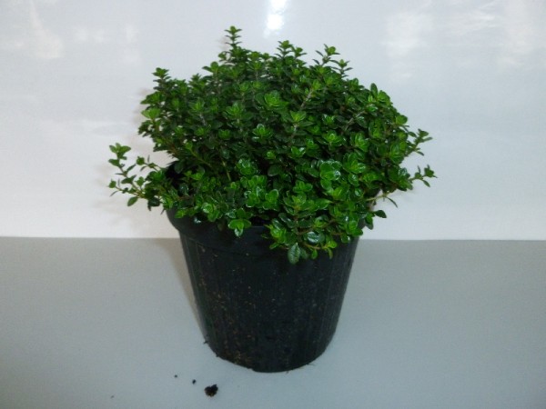 Thymian, Busch 14/20 cm citriodorus Gewürze PP-Nr.: IT-07-0526