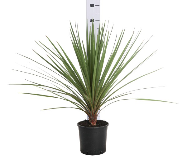Cordyline , Busch 19/70 cm indivisa PP-Nr.: IT-19-0066