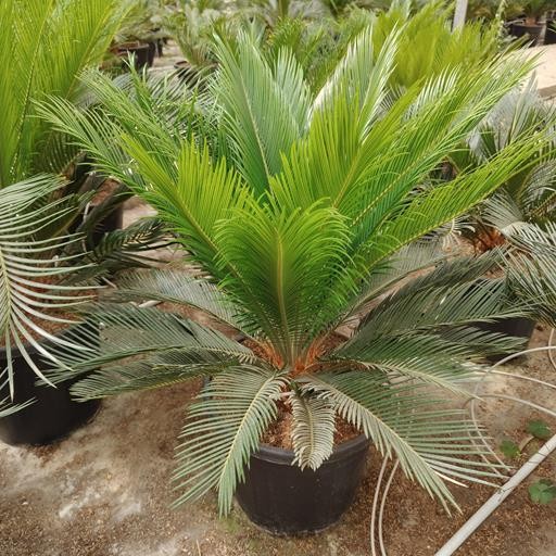 Cycas, Stamm 15 LT/90 cm PP-Nr.: ES-17-46/1610