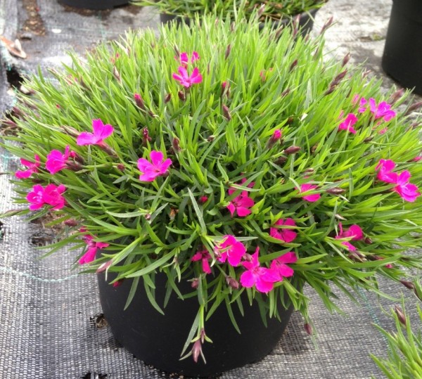 Dianthus, Busch 14/30 cm grantianopolitanus "Kahori" PP-Nr.: IT-07-0526