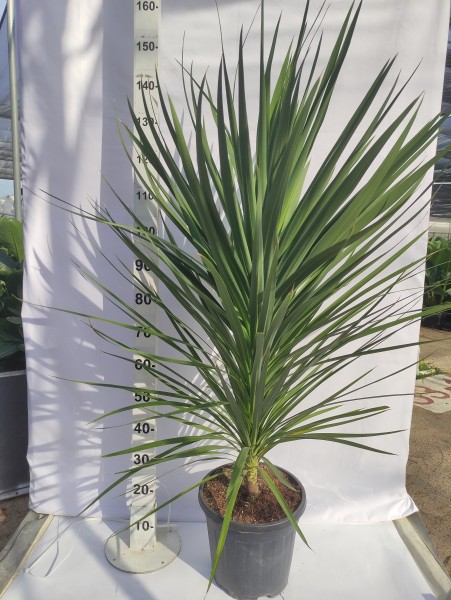 Cordyline Peko, Busch 15 LT/90 cm PP-Nr.: ES-17-46/1610