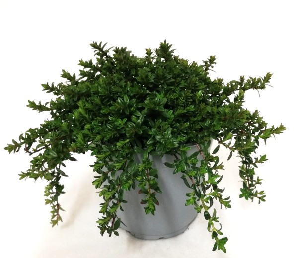 Bohnenkraut, Busch 14/20 cm Santureja Gewürze PP-Nr.: IT-07-0526