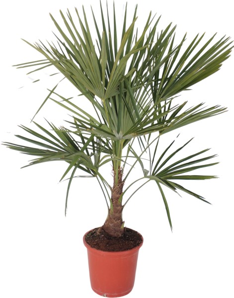 Trachycarpus, Stamm 20/70 cm Chamaerops Excelsa PP-Nr.: ES 14 30 3185