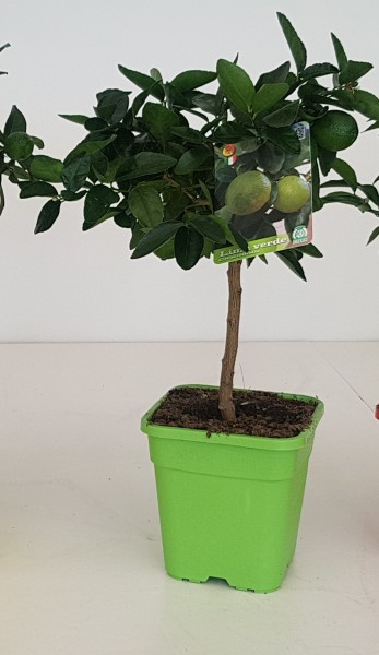 Citrus, Stamm 19x19/75 cm Latifolia - echte grüne Limette PP-Nr.: IT-19-1627