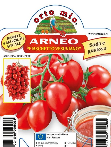 Tomaten Datteltomate vom Vesuv, Sorte Arneo (F1), 10/20 cm resistent gegen TSWV-Virus PP-Nr.: IT-
