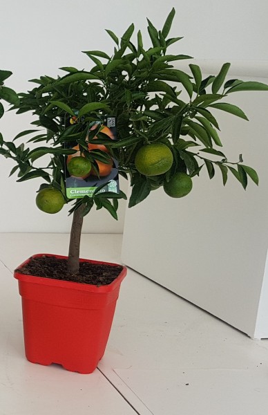 Citrus, Stamm 19x19/75 cm Clementina - Clementinen PP-Nr.: IT-19-1627