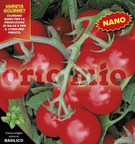 Tomaten Zwerg-Kirschtomate, Sorte Achico (F1), 6er Tasse PP-Nr.: IT-08-1868