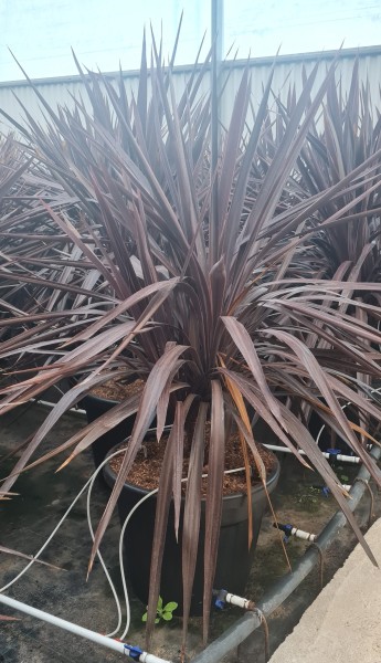 Cordyline Red Star, Busch 30 LT/100 cm PP-Nr.: ES-17-46/1610
