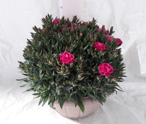 Dianthus, Busch 25/50 cm "Peman" in Schale PP-Nr.: IT-07-0526
